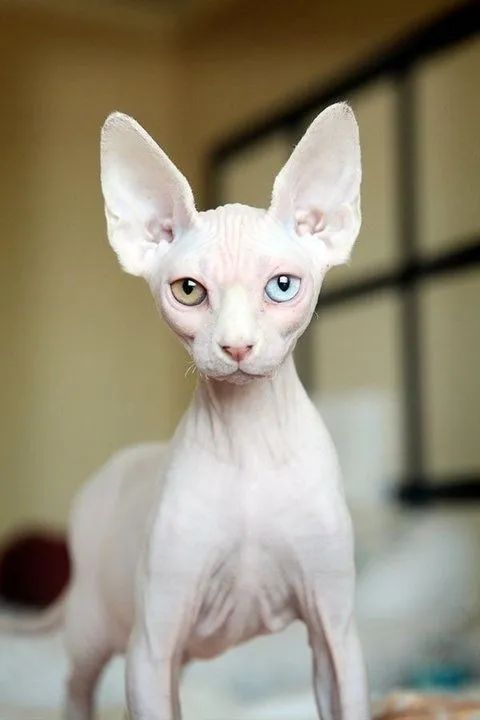 Gato Sphynx - Entrega em 3 dias 