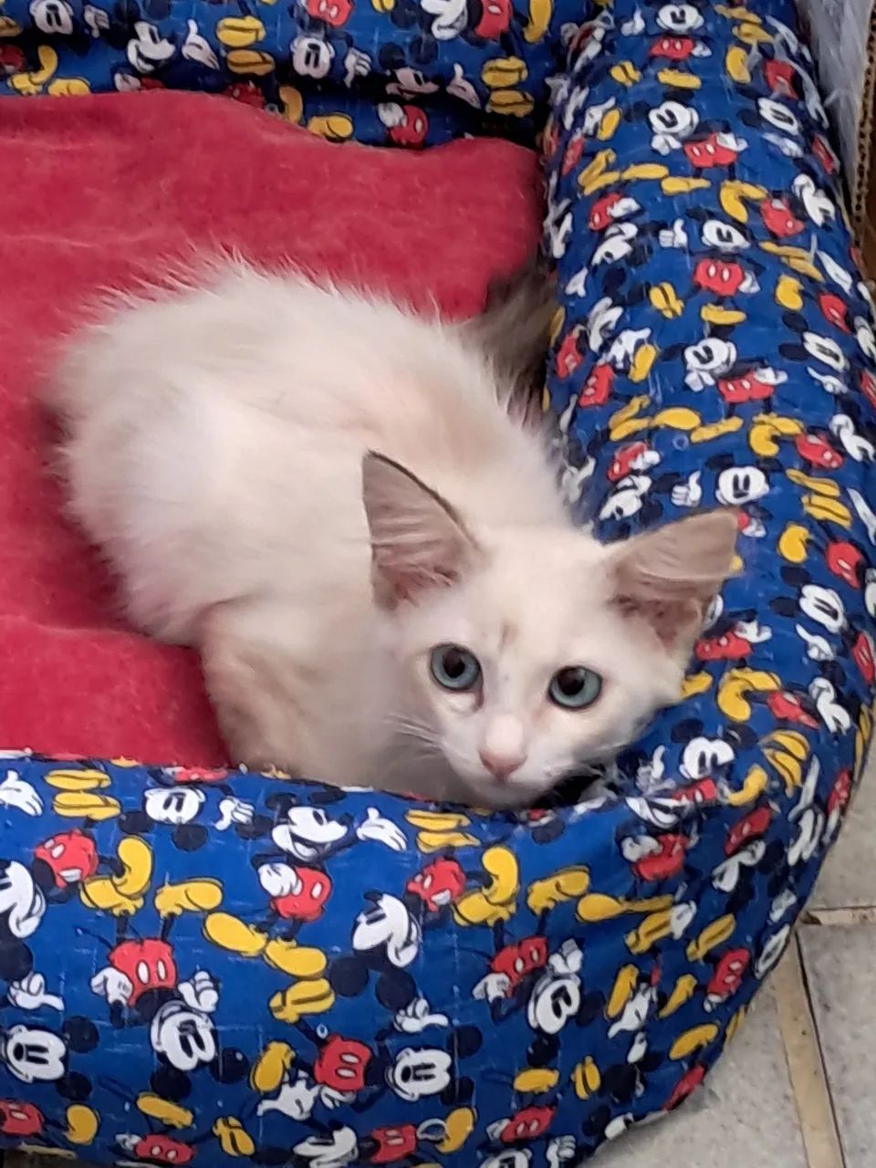 Gatinho para adoção 