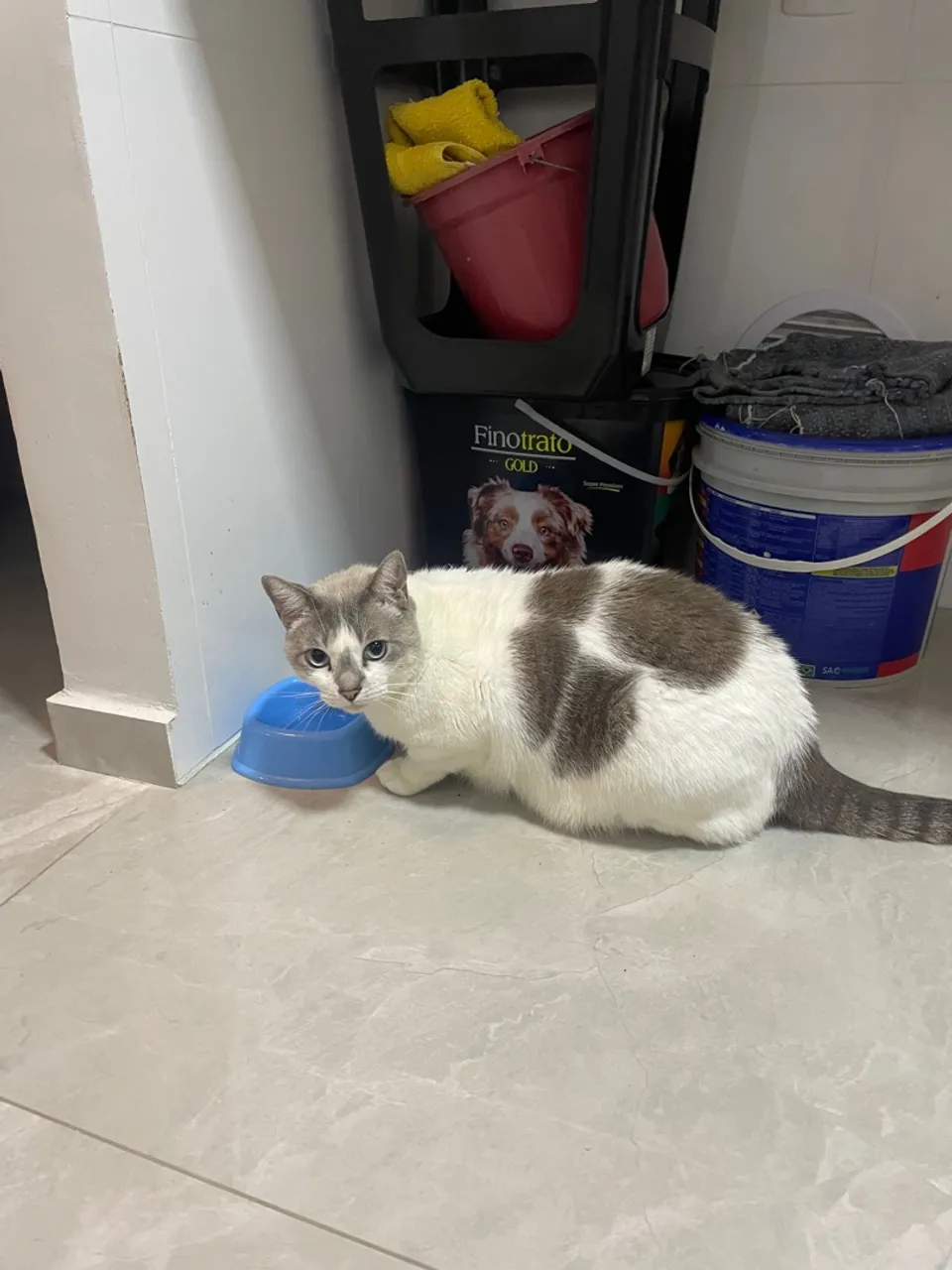 Gatinho fofo para adoção
