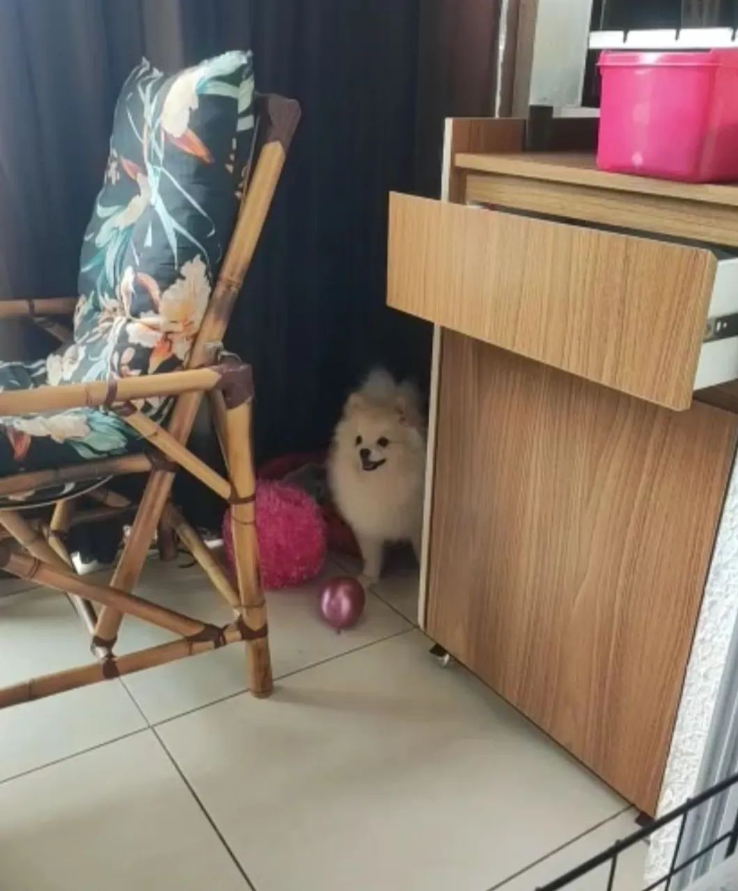 Spitz - Lulu Pomerania lindo e brincalhão-Macho - Foto 2