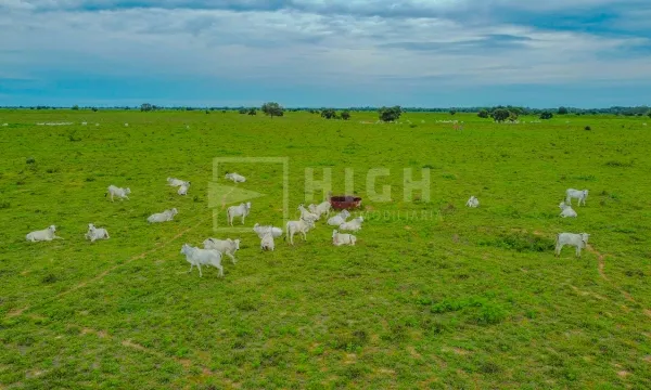 Fazenda à Venda no Mato Grosso | Alta Produtividade e Potencial Agrícola em Barra do Garça