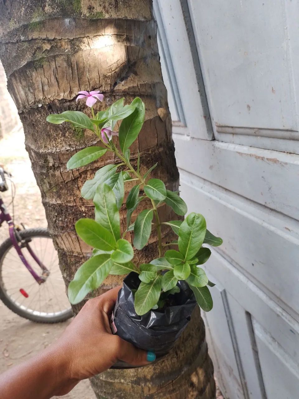 Vinca  - Foto 4