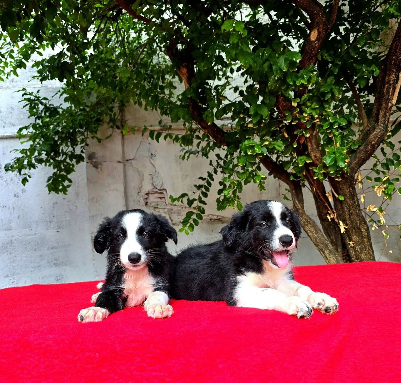 Filhotes de Border Collie CAPA DE REVISTA - Foto 3