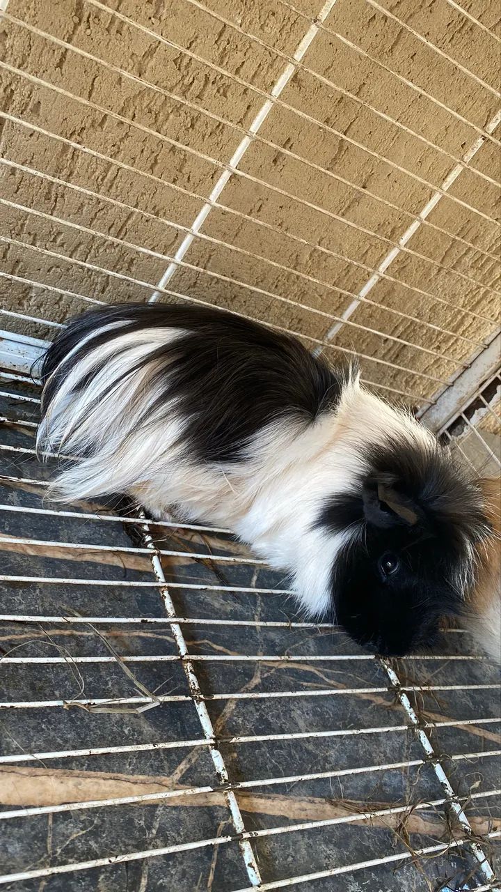 Porquinho da índia 64293084455553120