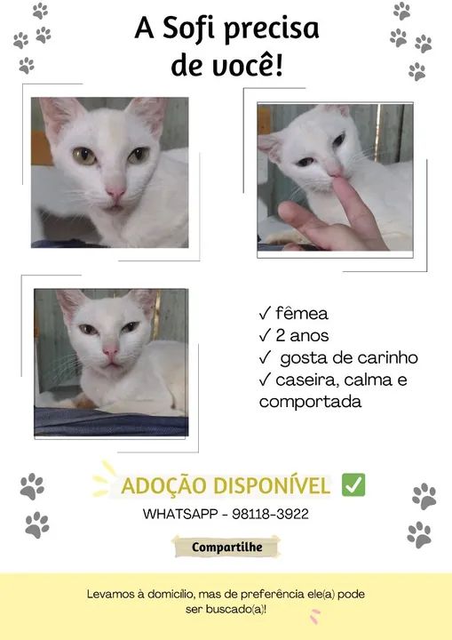 Lindos gatinhos para adoção  - Foto 4