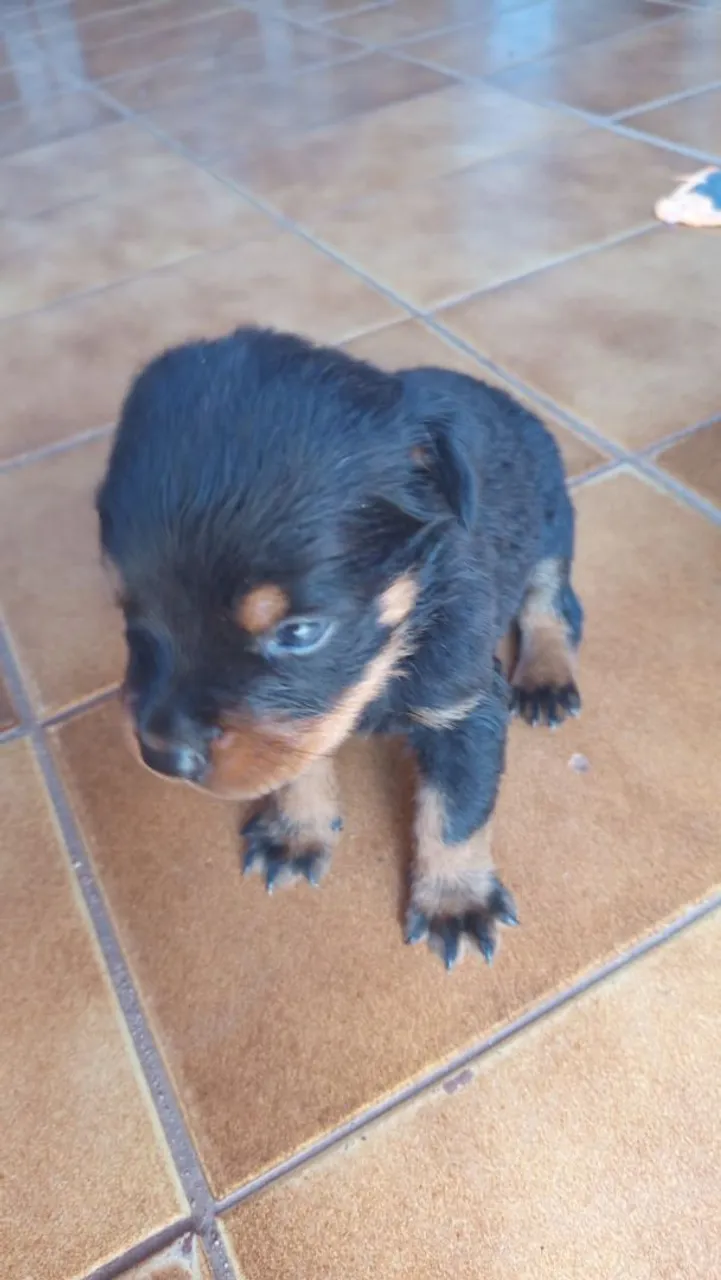 Rottweiler cabeça de Touro