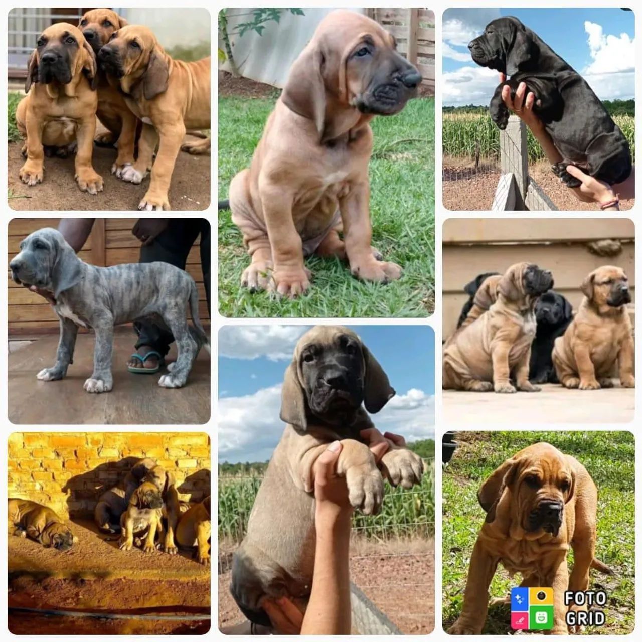 Vendo Filhotes Fila Brasileiro 