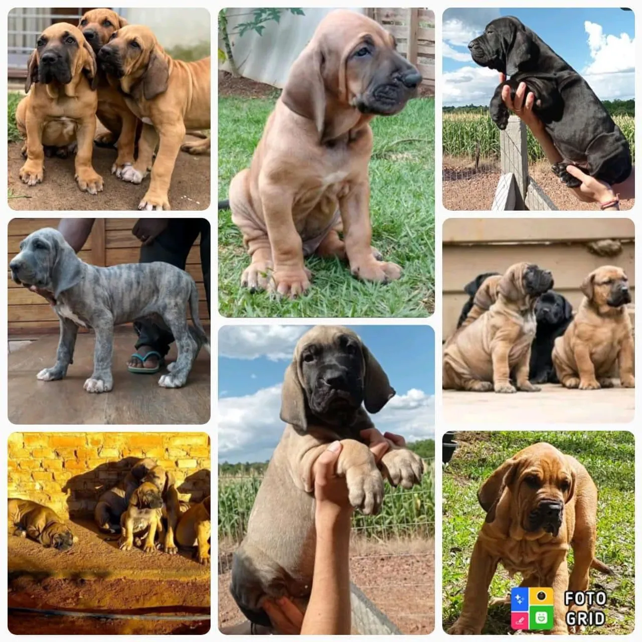 Vendo Filhotes Fila Brasileiro