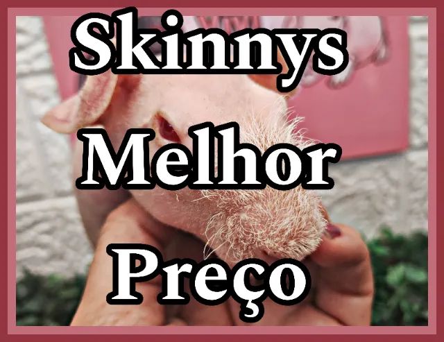 Porquinho da Índia Skinny Melhor Preço 