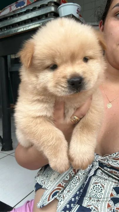 Chow chow