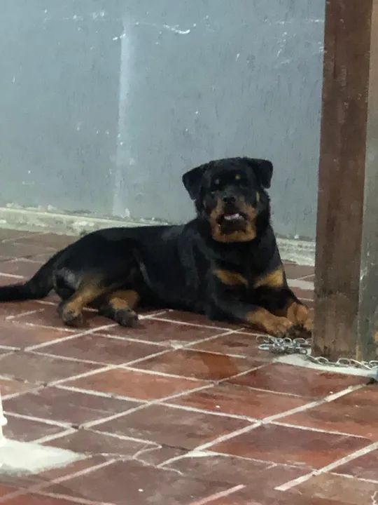 Rottweiler - Cachorros - Santo Antônio (Manilha), Itaboraí 1381603934 | OLX