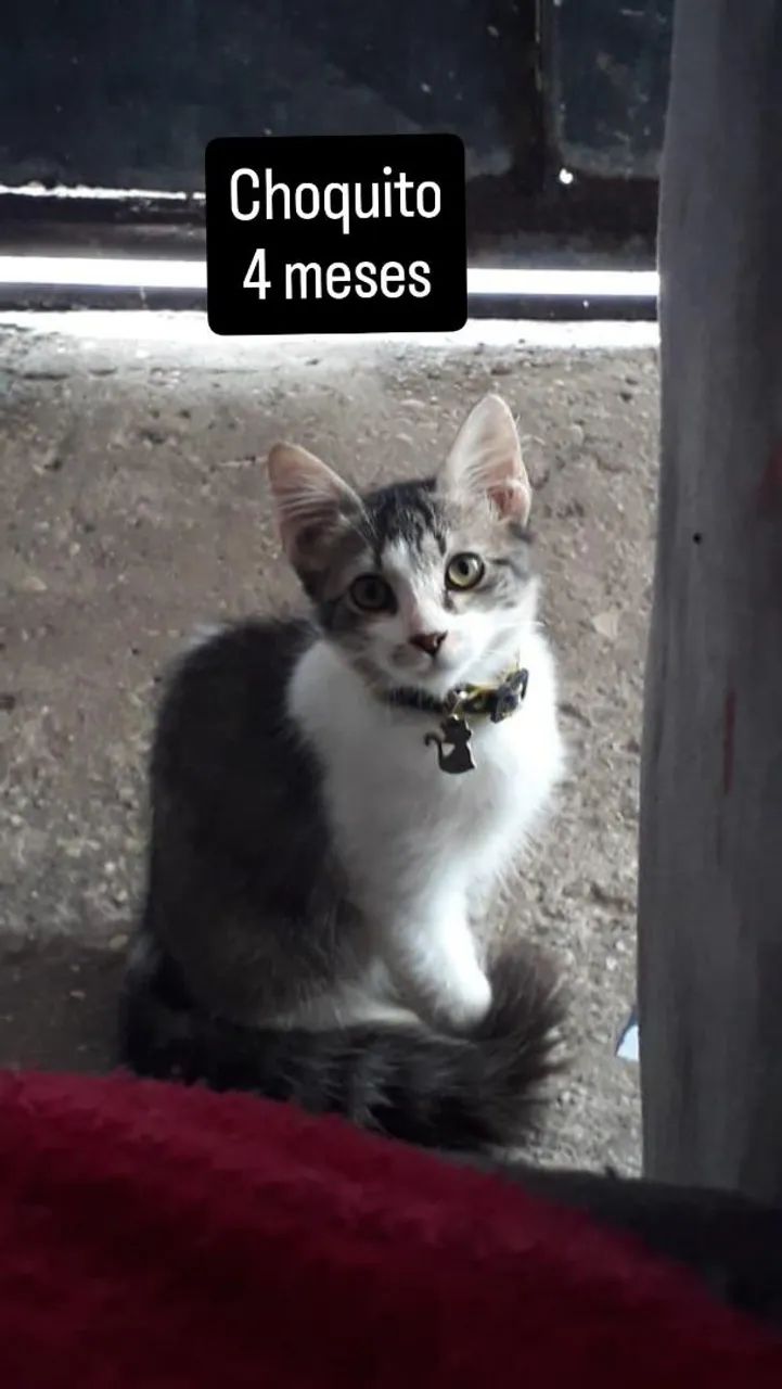 Gatinhas para adoção responsável 