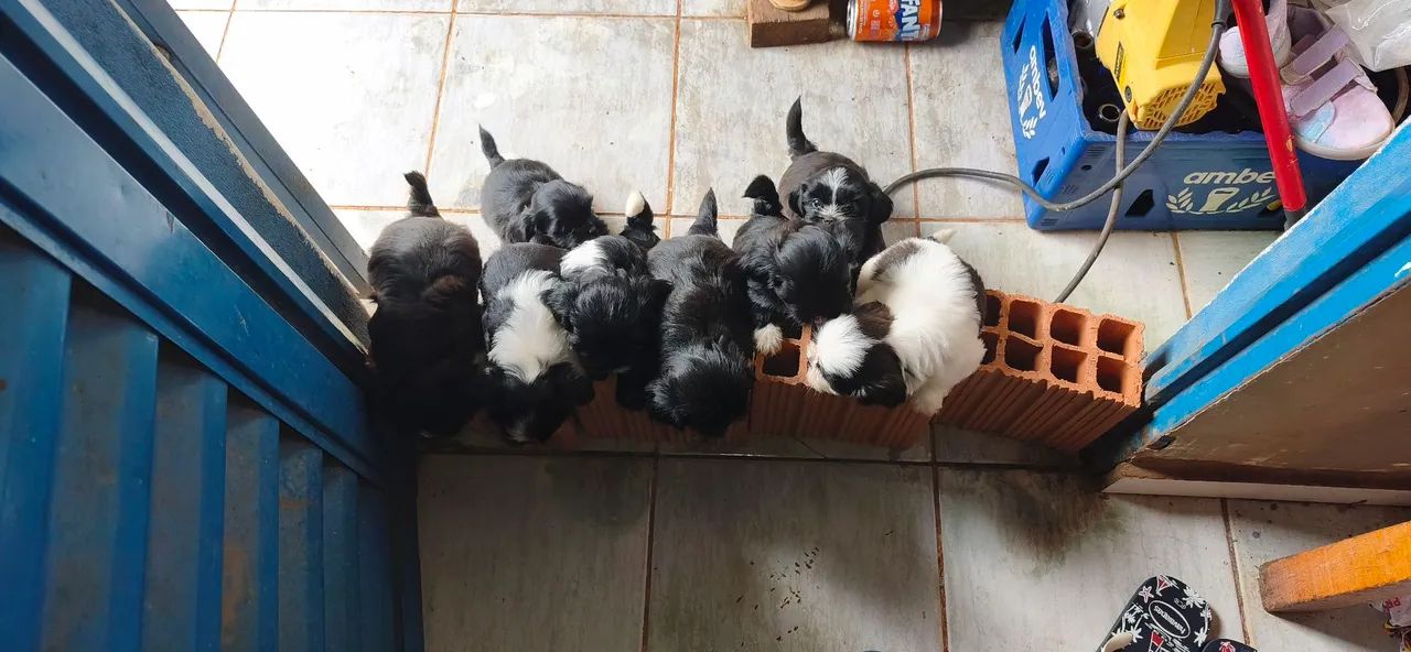 Vendo Shitzu  - Foto 2