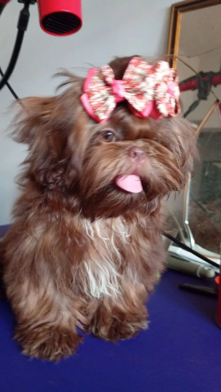 Shih Tzu chocolate  - Foto 4