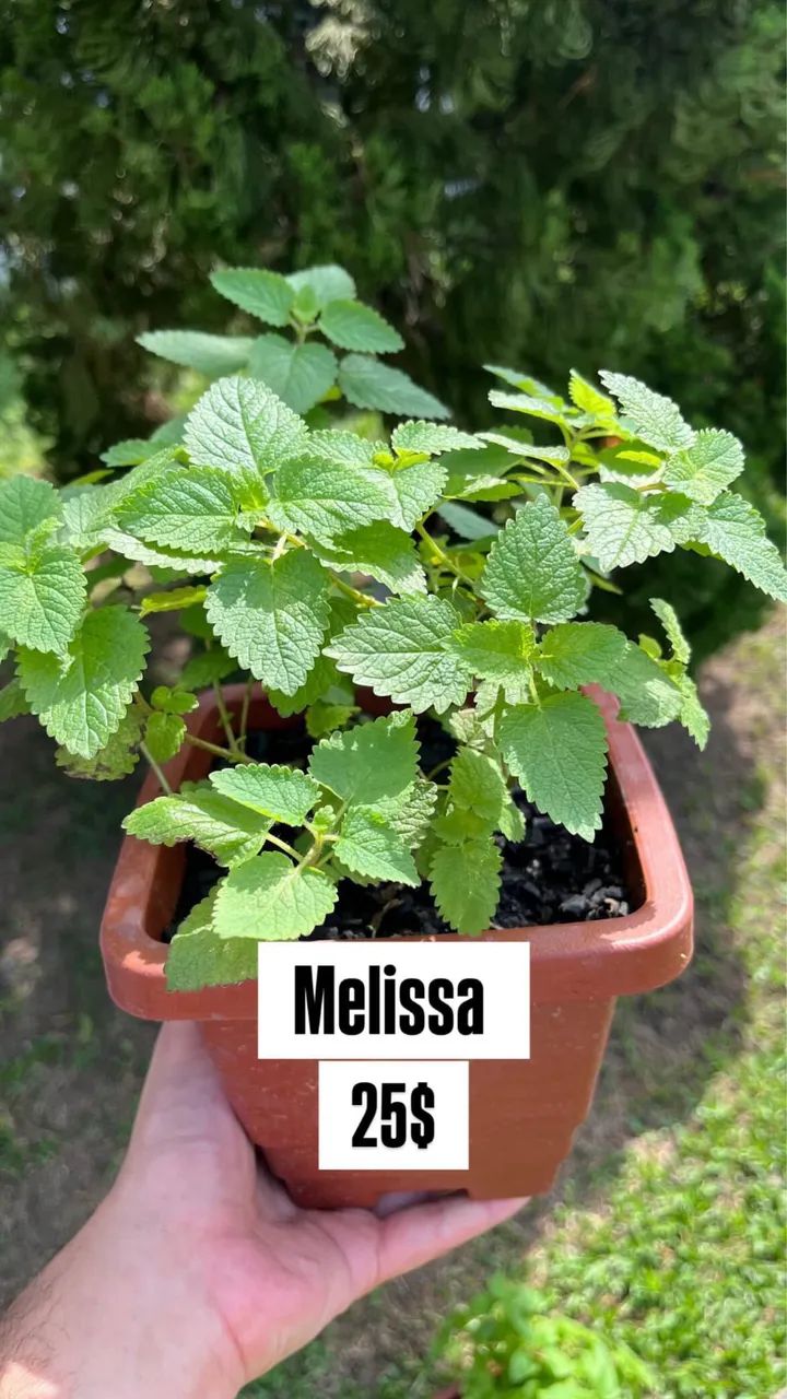 Plantas medicinais  - Foto 2
