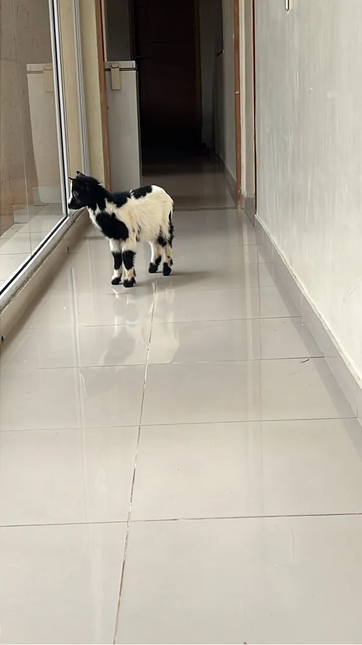 Mini Cabra - Foto 4