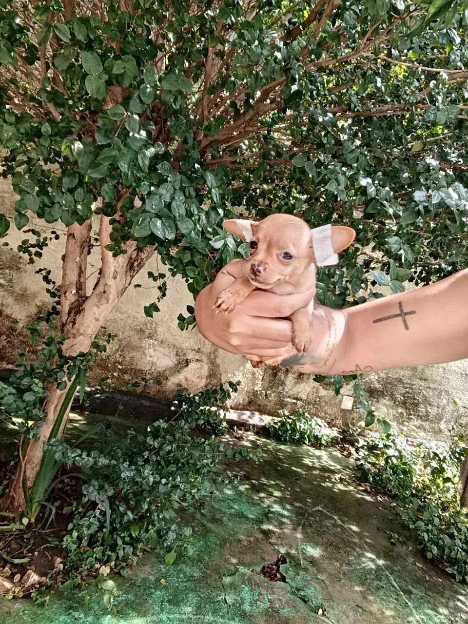 Pinscher 0 Mini Filhote Fêmea com Pedigree 
