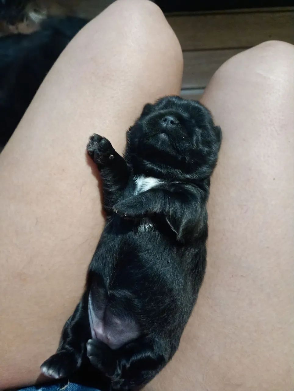 Shitzu puro pai e mãe  - Foto 2