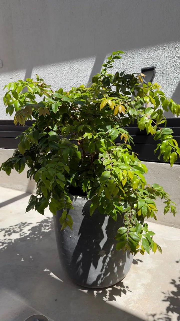 Vaso de jabuticaba  - Foto 3
