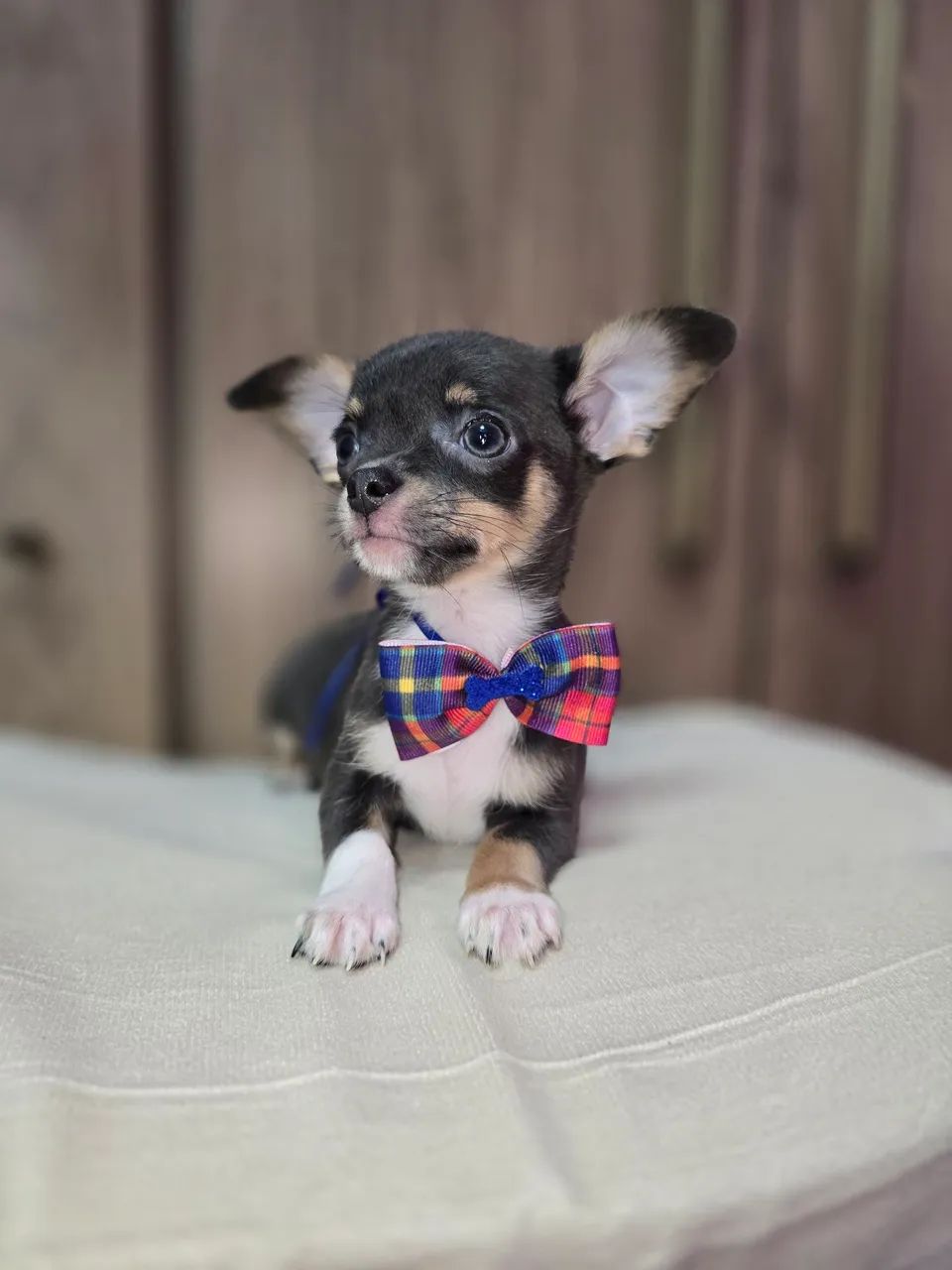 Chihuahua  machinho pelo curto  Blue  - Foto 4