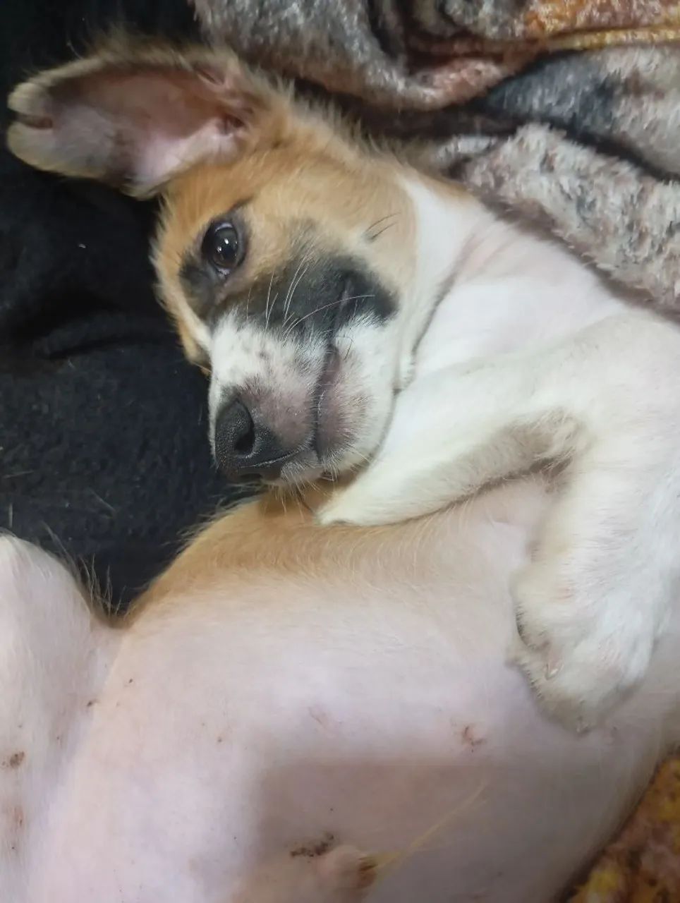 Doação Responsável  - Foto 2