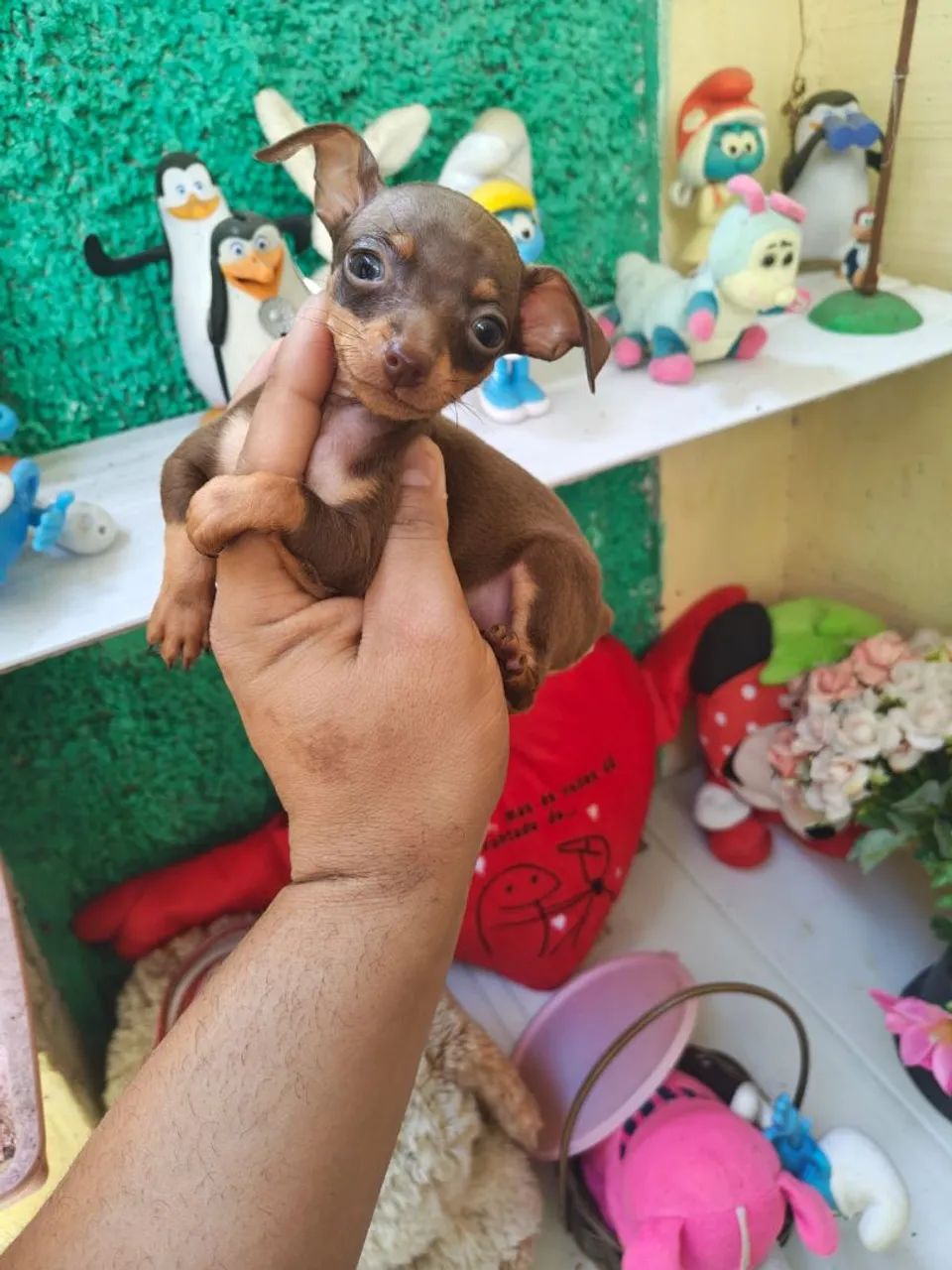 Pinscher  - Foto 4