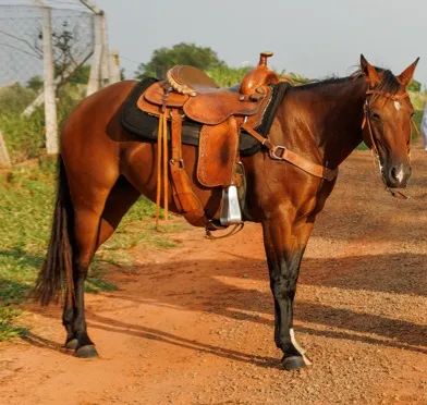 Vendo Égua Quarto de Milha, domada, boa de rédea, de tambor