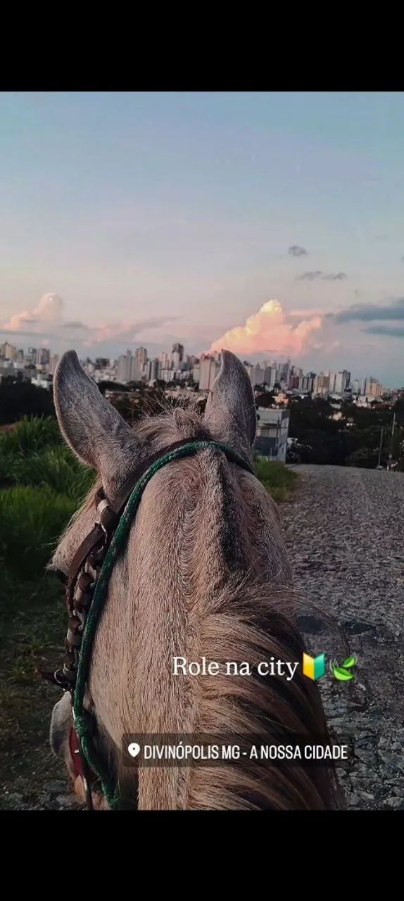 Vendo cavalo castrado marcha picada muito manso de menino andar esta com 3 anos - Foto 6