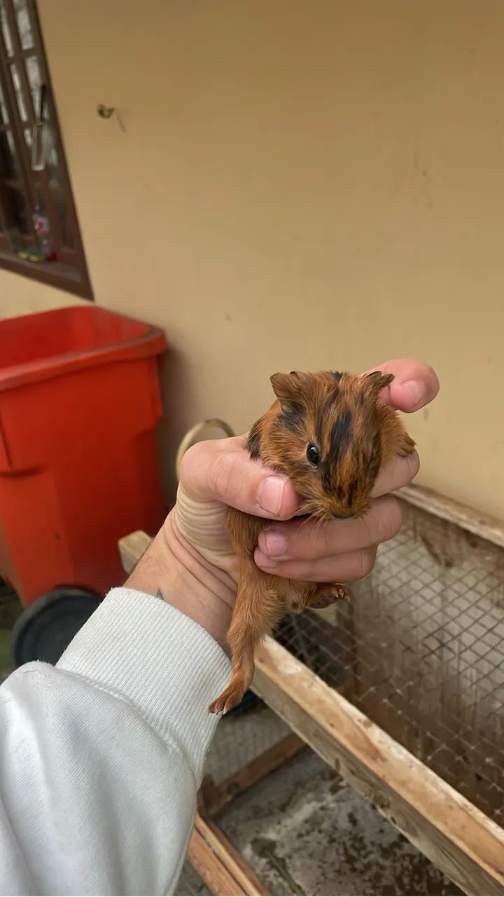 Filhotes de porquinho da Índia 