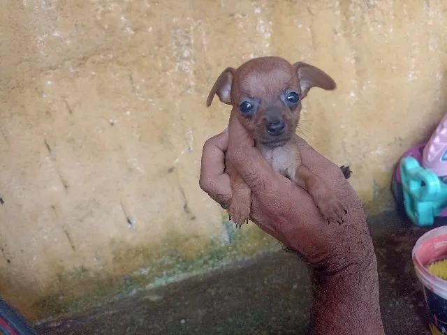 Pincher 1  - Foto 4