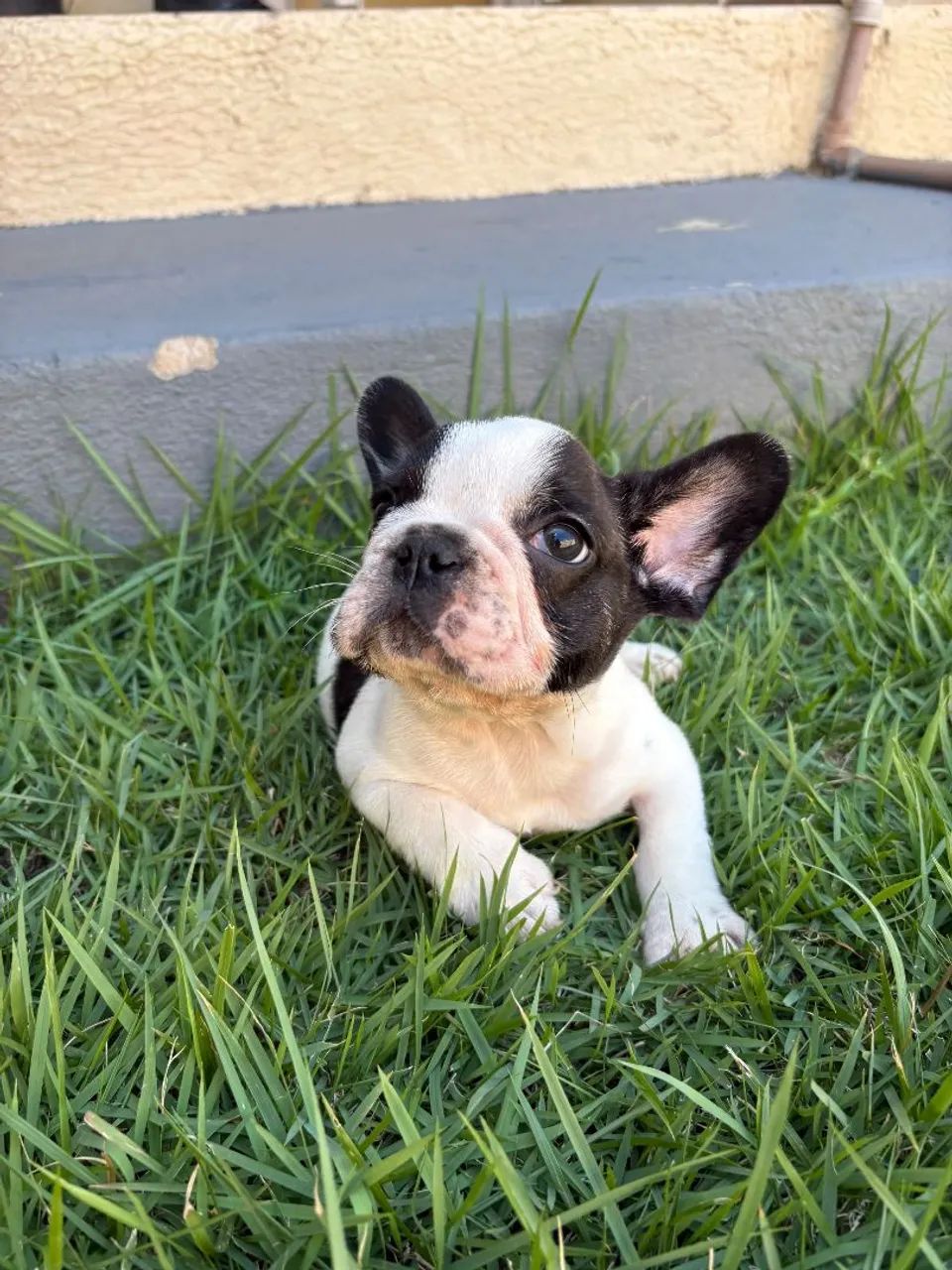 Bulldog Francês 