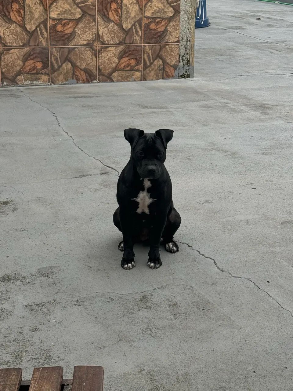 Adoção Responsável  - Foto 4