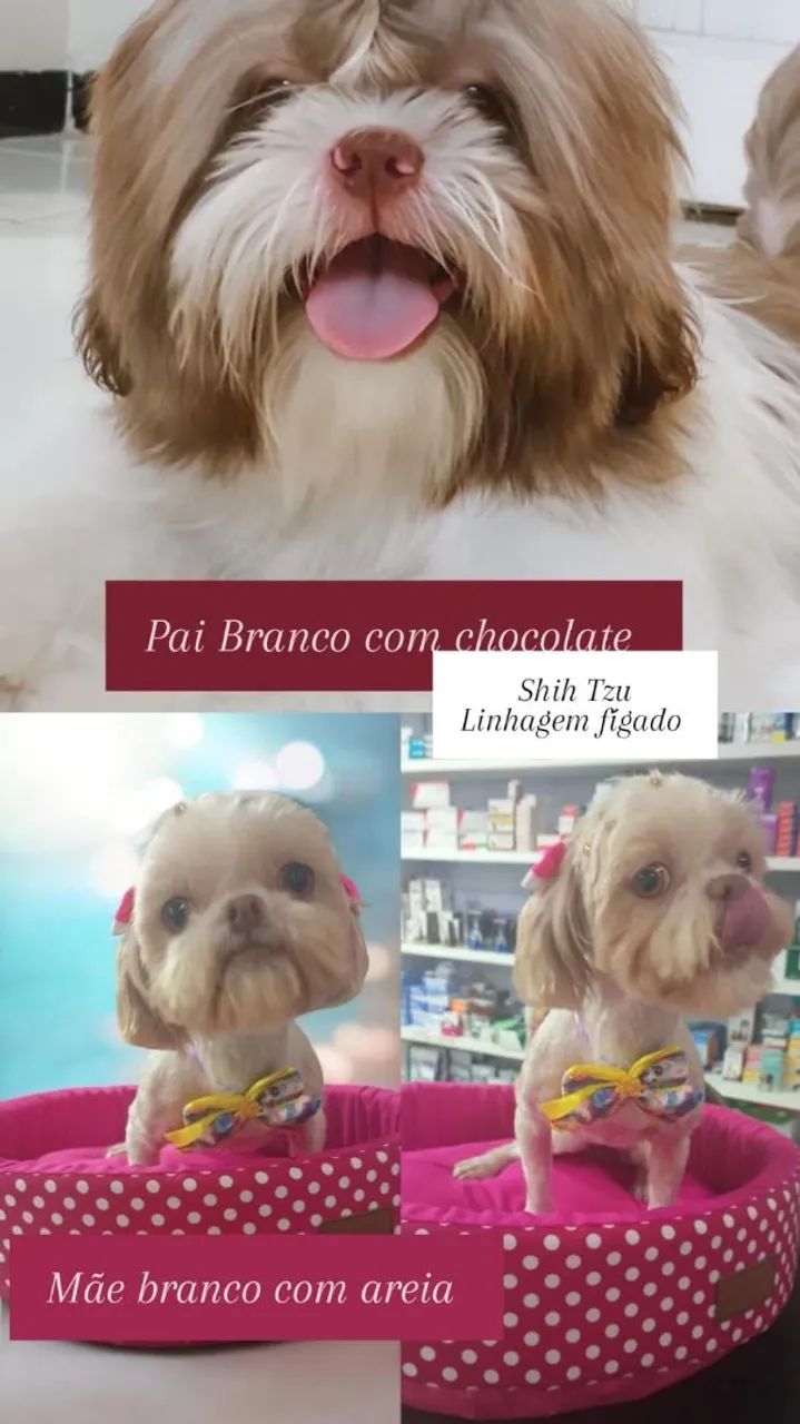 Vendo filhote de shit zu linhagem fígado  - Foto 5