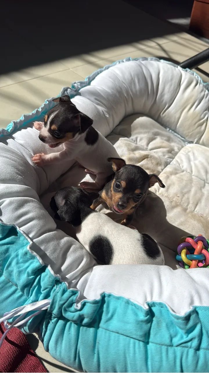 Pinscher 1 - Foto 2