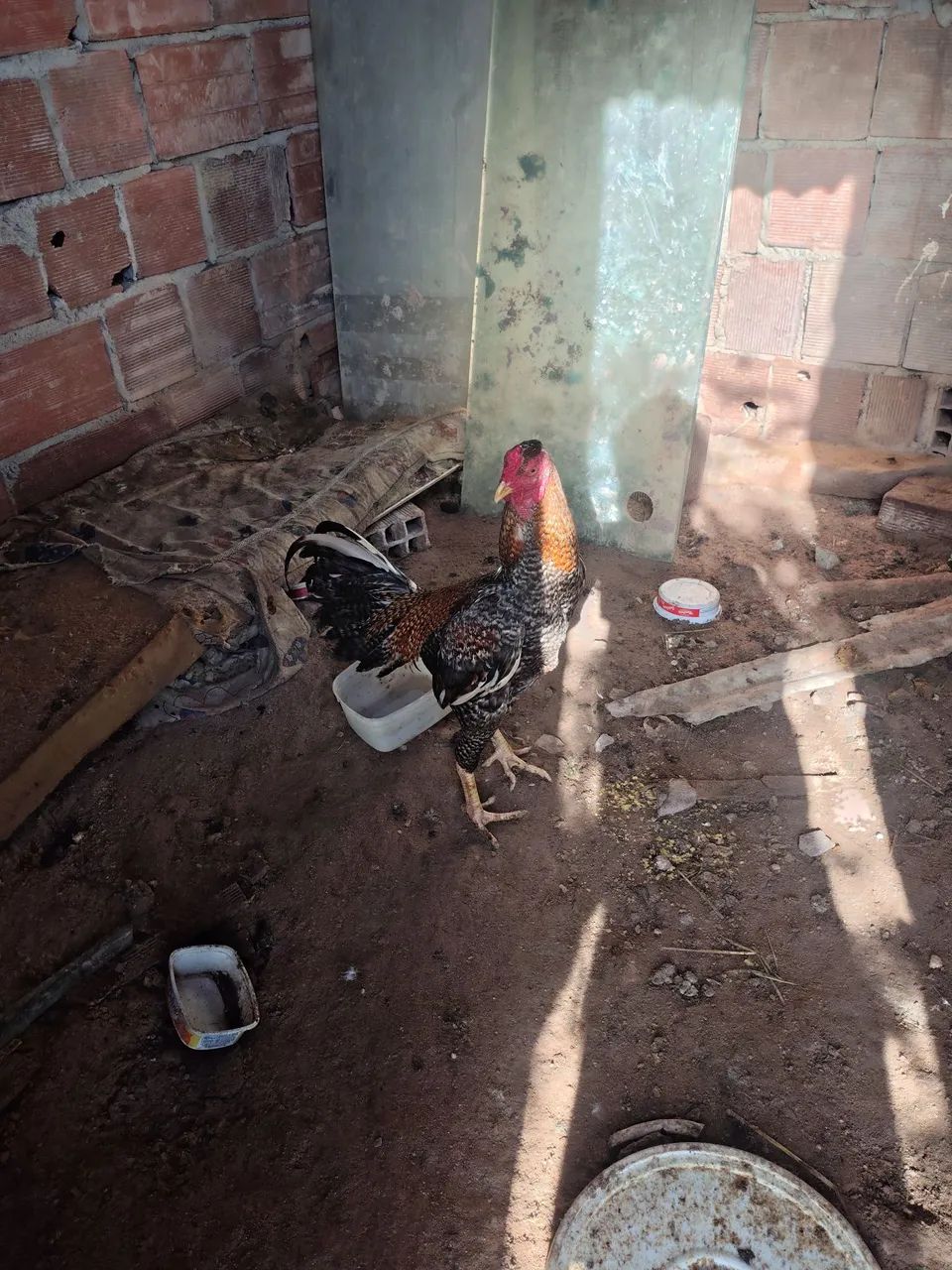 Vendo galo  - Foto 2