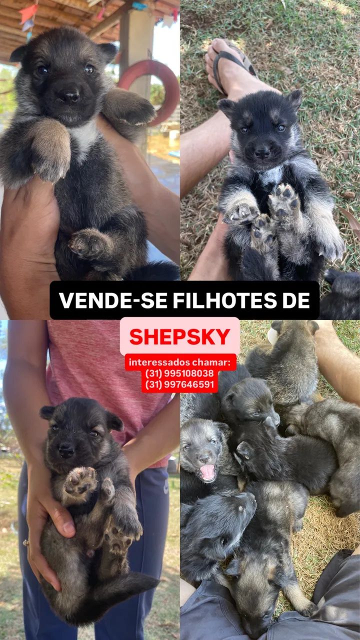 Filhotes Shepsky  - Foto 2