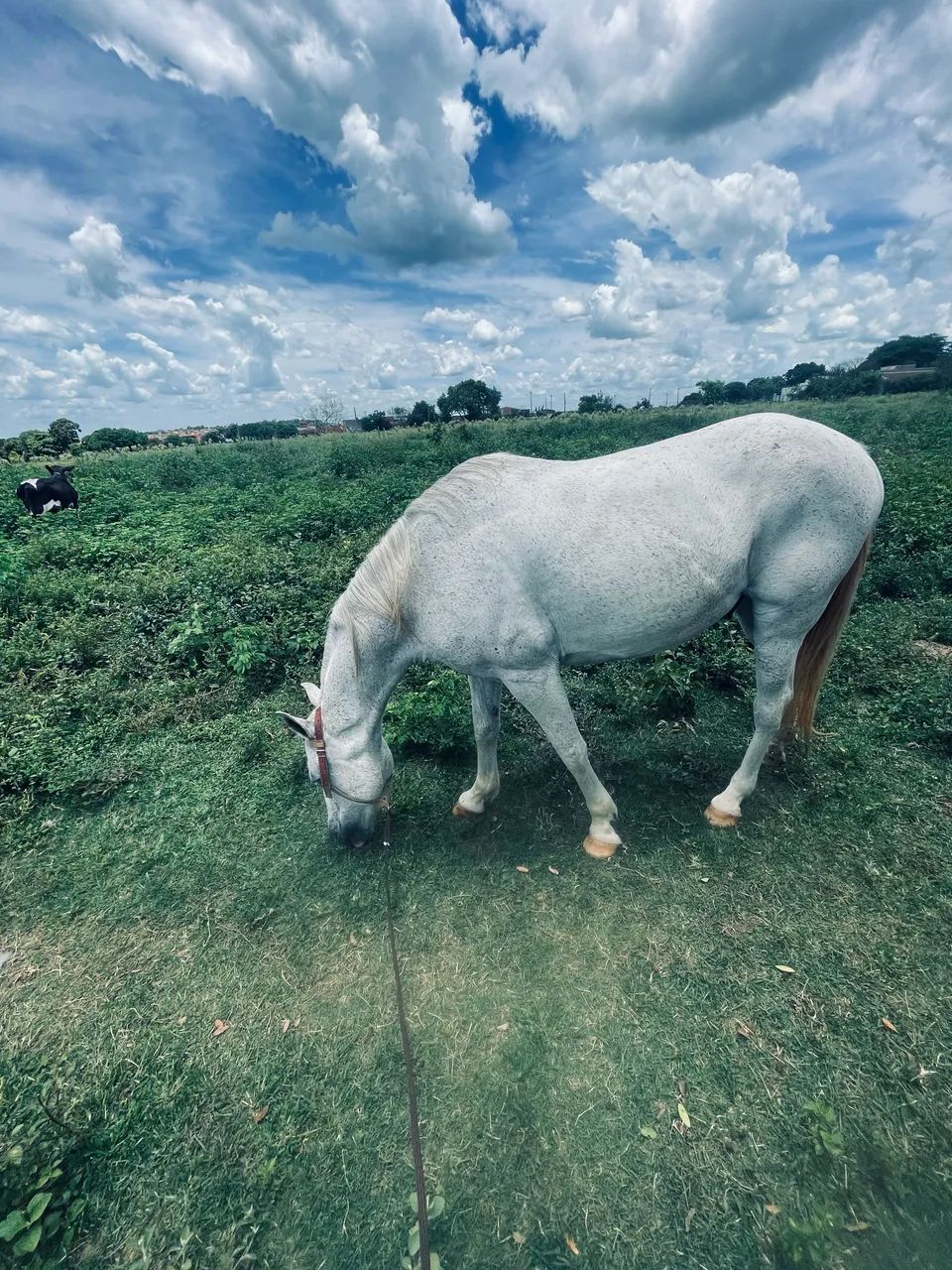Vendo cavalo Quarto de milha  - Foto 3