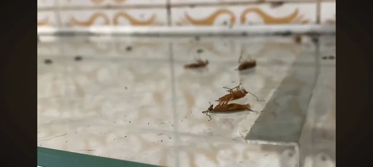   Controle de pragas  promocao . - Foto 2