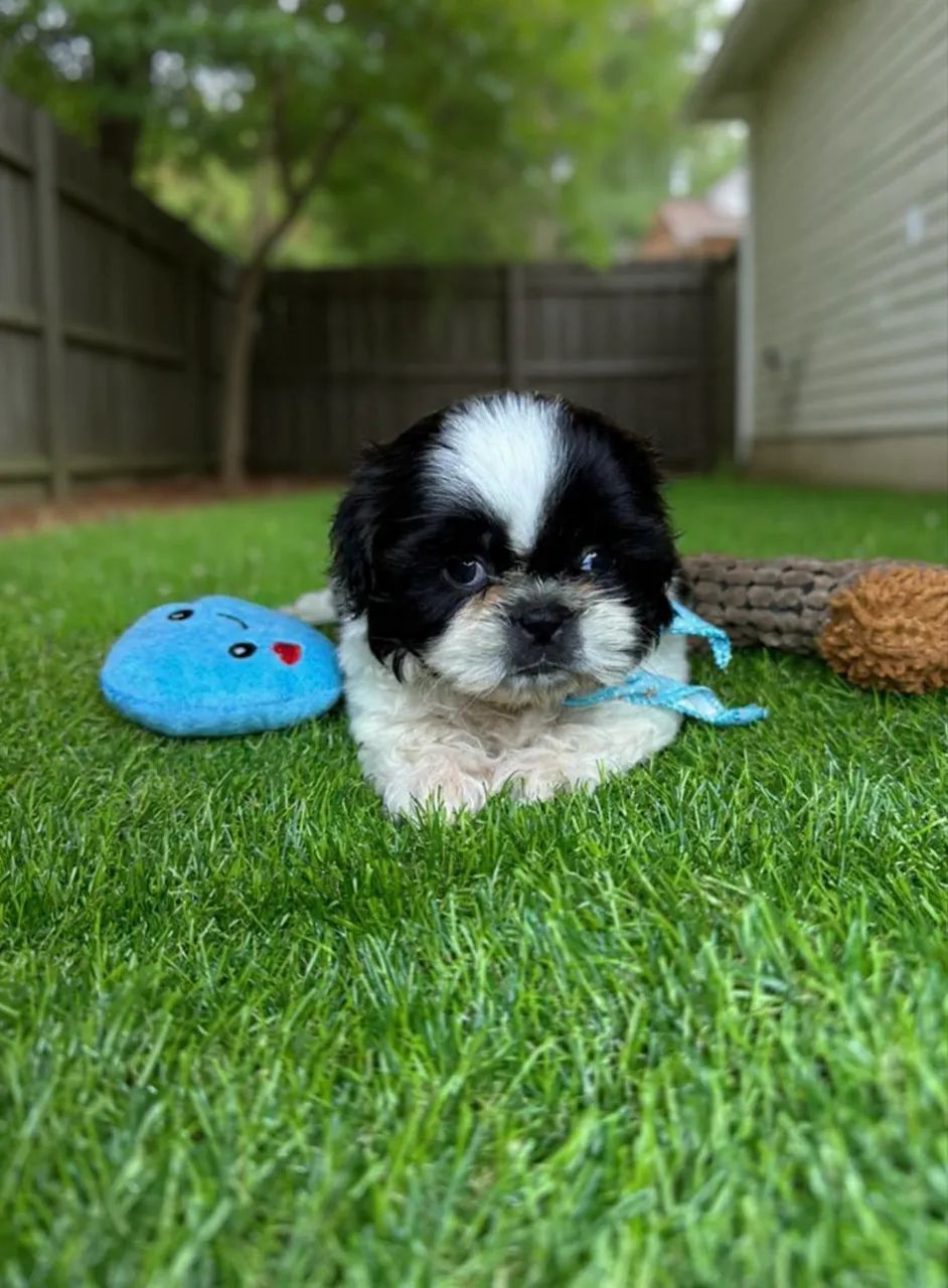【未使用】OLD ド*ツ様 miniPEZ OLX | 1504041999 Cascavel Alegre, Alto - Cachorros - mini Shih-tzu 3体セッ vol.2 ジュニアシティ その他