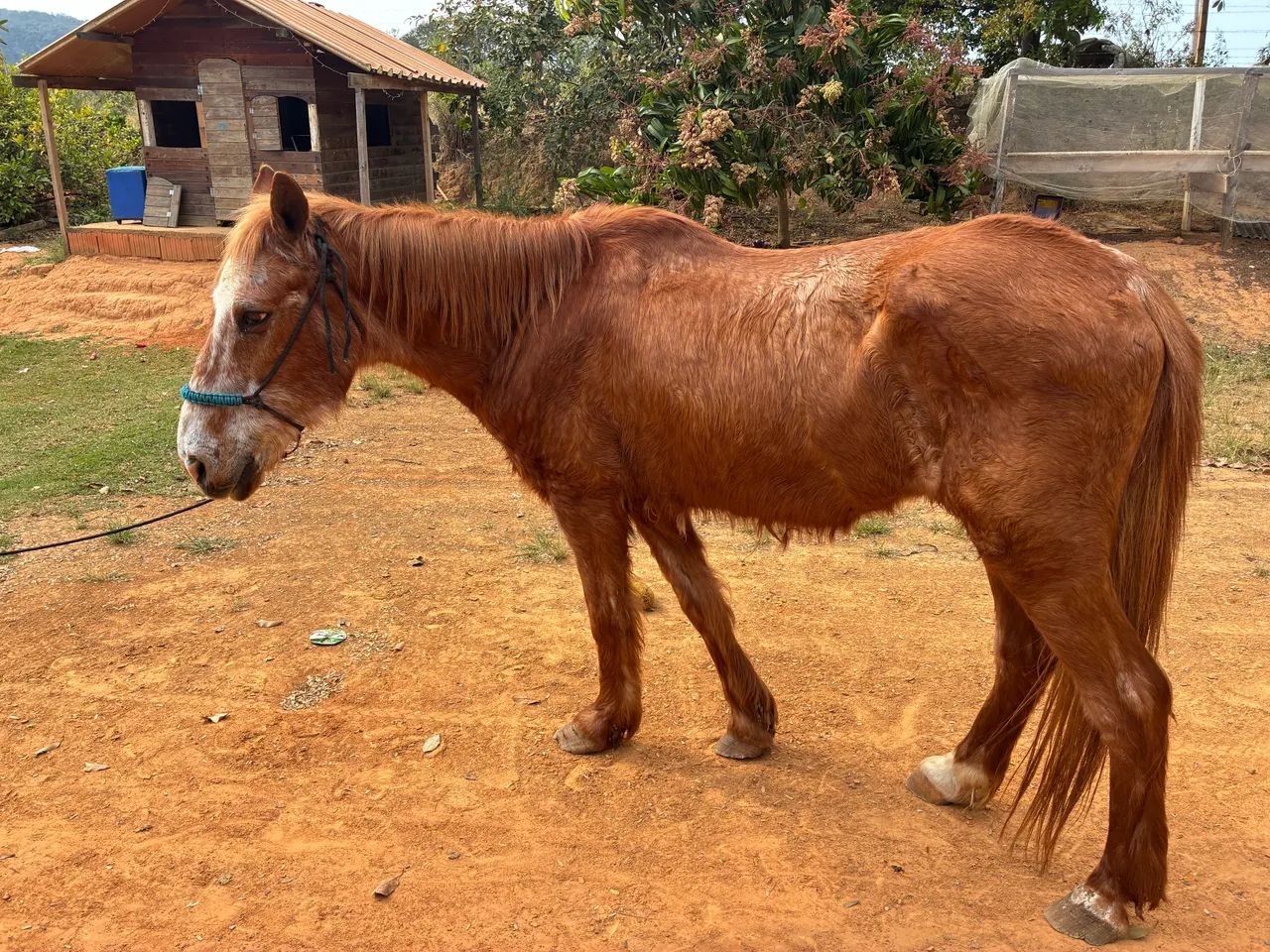 Cavalo - Foto 3