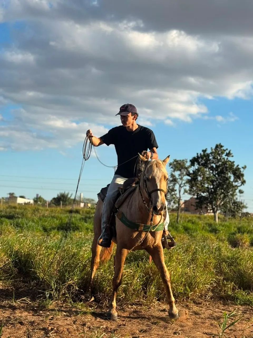 Cavalo QM Puro  - Foto 2