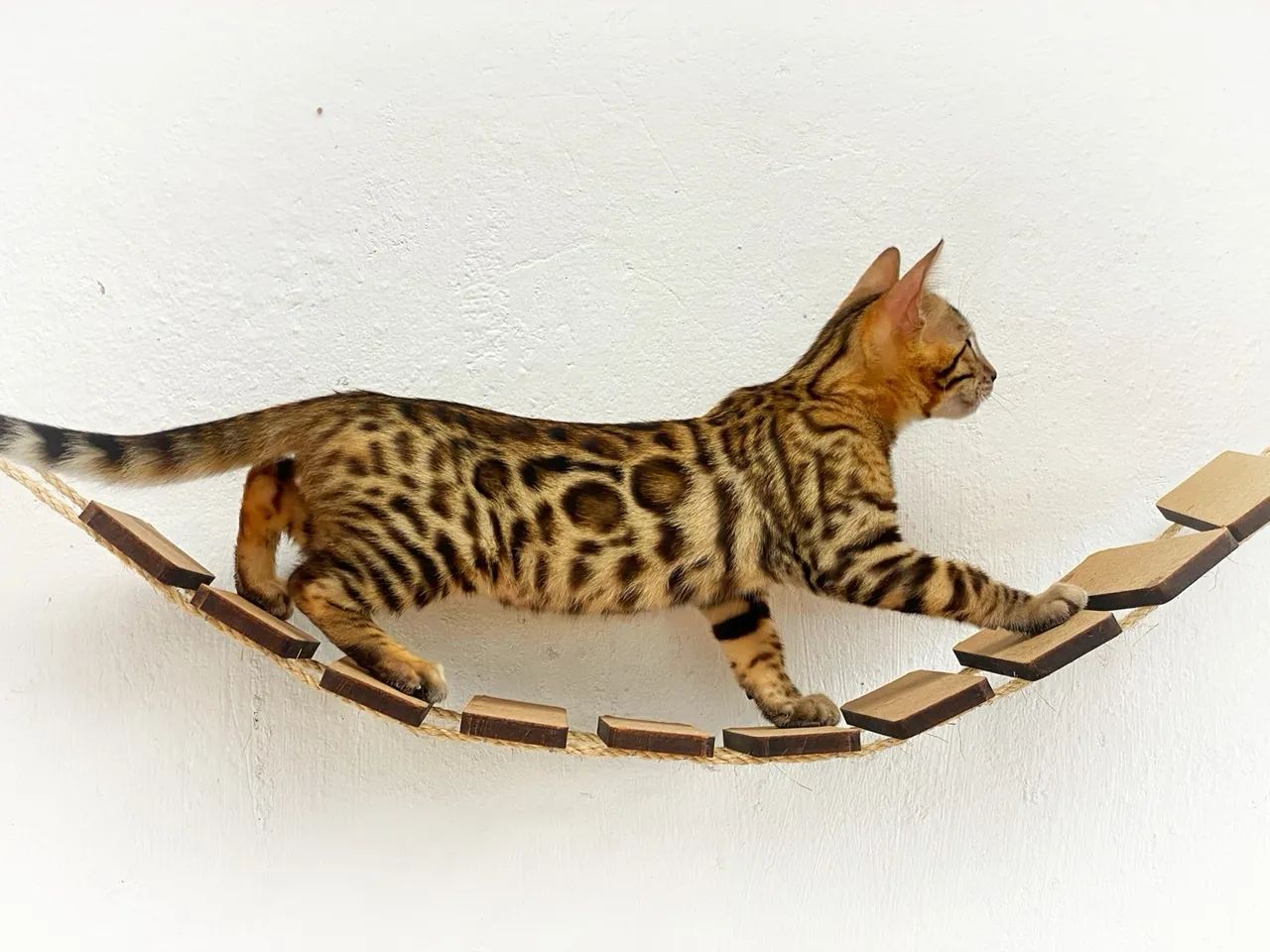 Bengal  - Foto 5