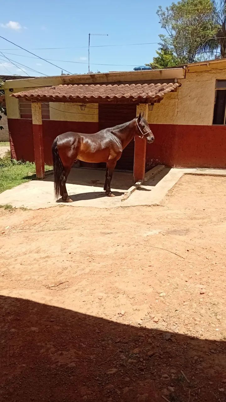 Vendo cavalo - Foto 2