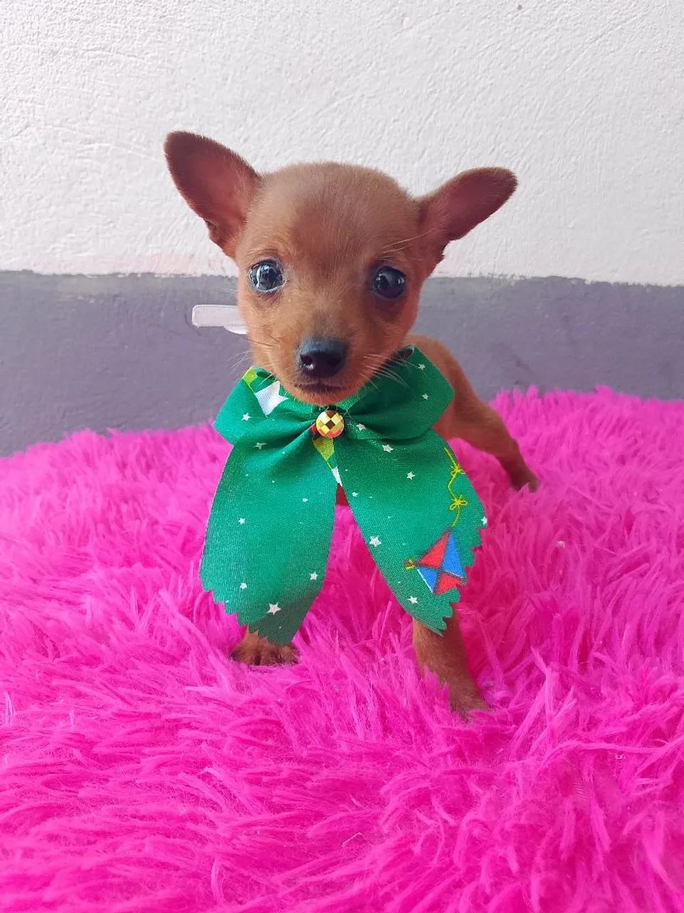 Machinho lindos e bem miudinho  - Foto 2