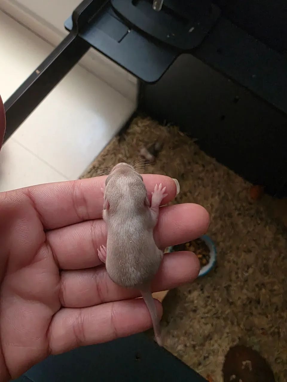 Vendo esquilo da mongolia (Gerbil) - Foto 5
