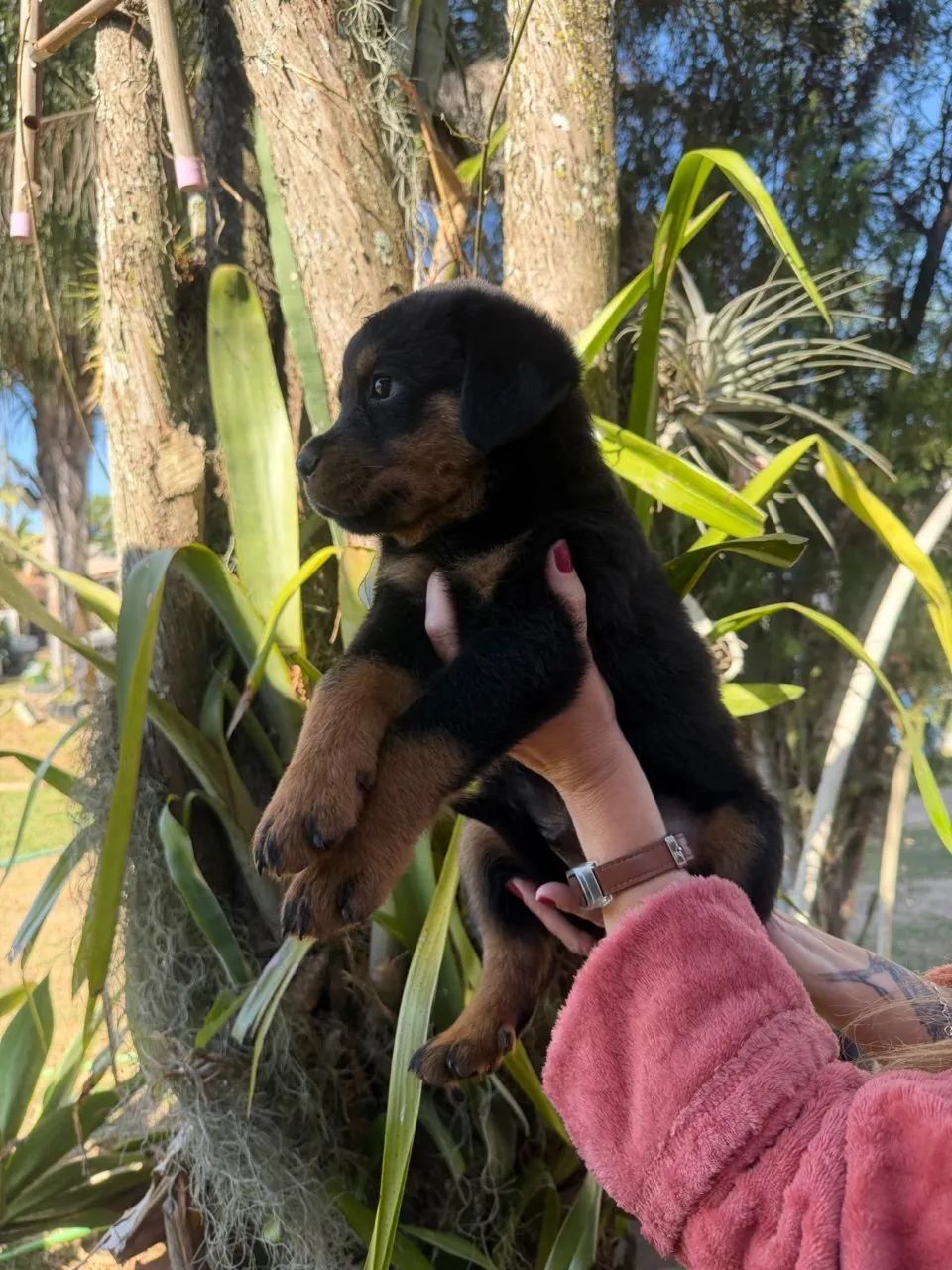Rottweiler cabeça de touro  - Foto 4