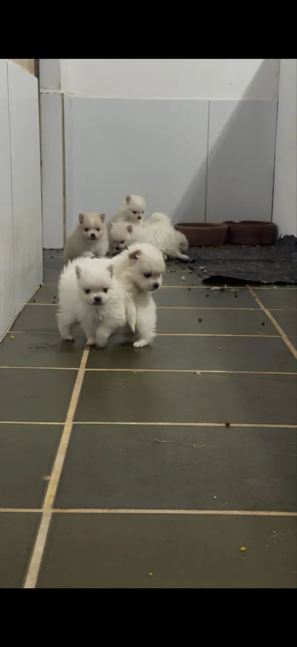 Spitz alemão anões  - Foto 4