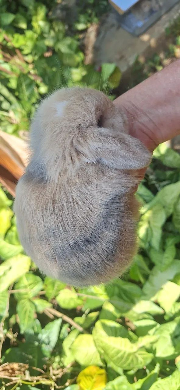 Mini coelhos lop - Foto 5