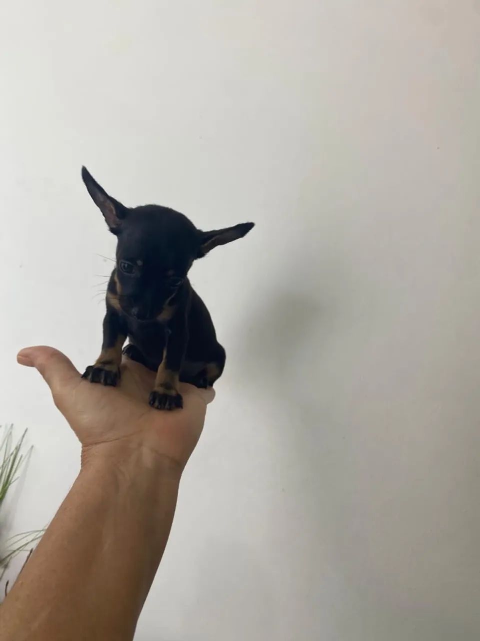 Pinscher miniatura zero  - Foto 3