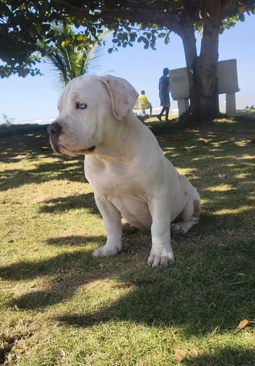 América Bully linda  - Foto 2